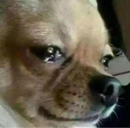 狗子吃瓜的表情,表情包界的“吃瓜群众”