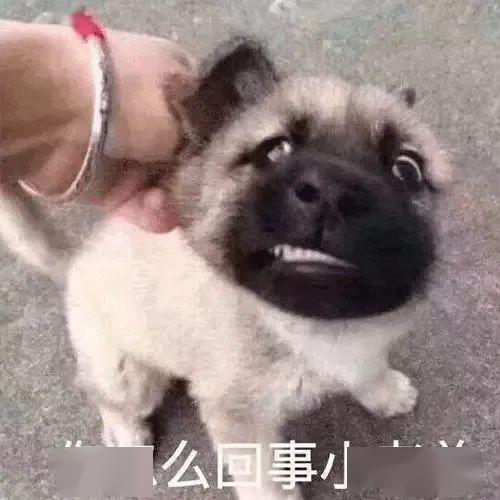 狗子吃瓜的表情,表情包界的“吃瓜群众”