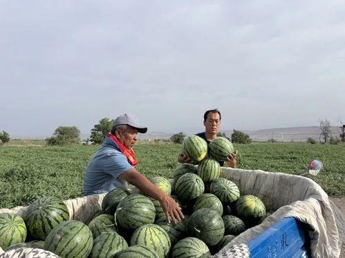 绿洲吃瓜地方,揭秘网红打卡地的魅力与争议