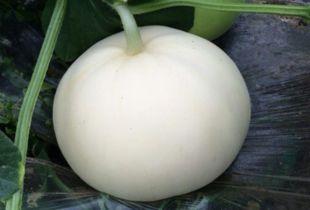 做梦吃梨瓜,一梦梨瓜香，唤醒味蕾之旅