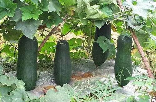 烟台 吃瓜,探寻海滨城市的甜蜜诱惑