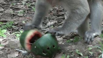 猴王吃瓜的视频,瓜果盛宴欢乐无限