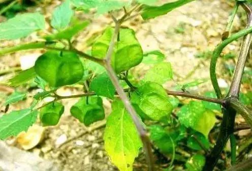 角瓜茄子怎么吃,解锁家常美味新境界