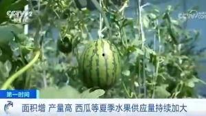 睢县吃瓜群众,吃瓜群众的欢乐盛宴