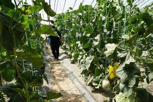 白天吃瓜视频,短视频时代的娱乐盛宴