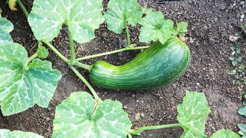 痛风可以吃瓠瓜,瓠瓜助力健康饮食新选择