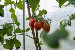 安心吃瓜的瓜王,揭秘娱乐圈幕后真相