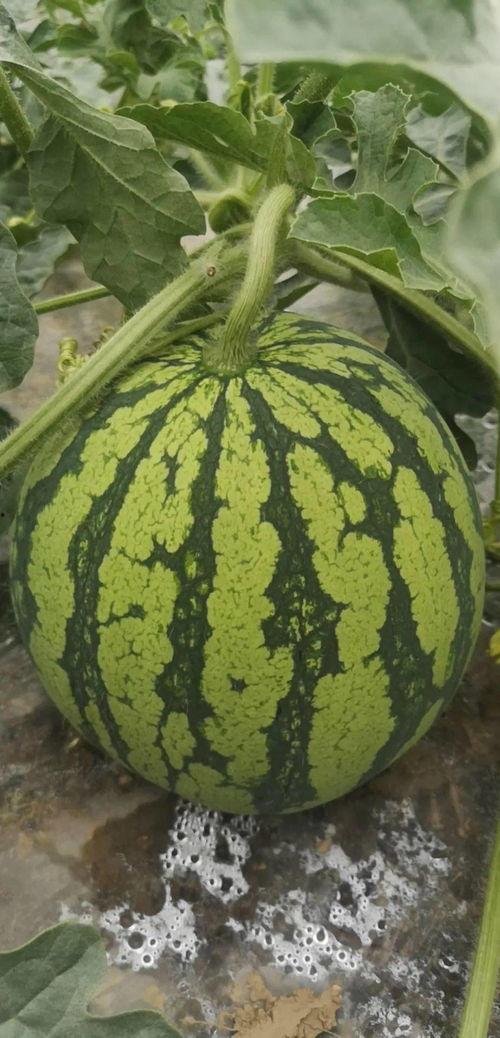 舟山吃瓜群众,揭秘海鲜美食背后的故事