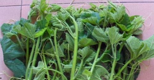 南瓜苗吃嫩瓜,从嫩瓜到美味佳肴的旅程