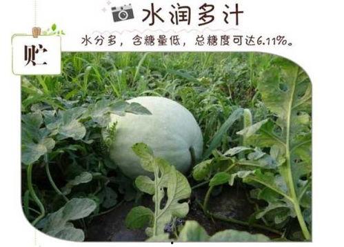 日记吃三白瓜,日记中的三白瓜美味之旅