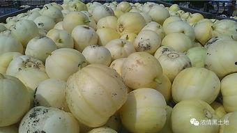 飘瓜如何吃,解锁夏日清新美味