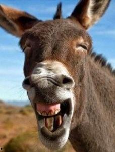 老驴吃自己的瓜