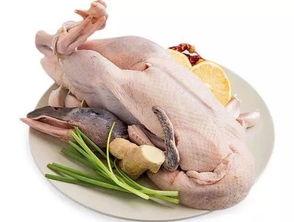 word麻鸭吃瓜,趣味横生的田园生活一幕