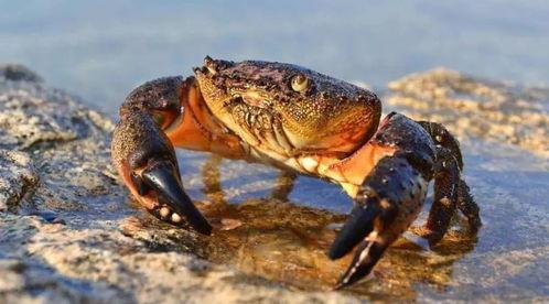 瓜哥吃瓜螃蟹是哪一集,揭秘热门剧集背后的美食诱惑