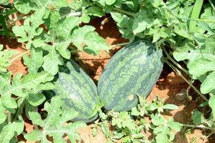 尼泊尔主播吃瓜,趣味横生引发网友热议