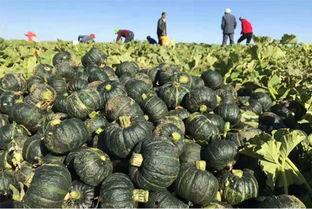 不吃真瓜吃假瓜,揭秘瓜果世界的奇幻之旅  第2张