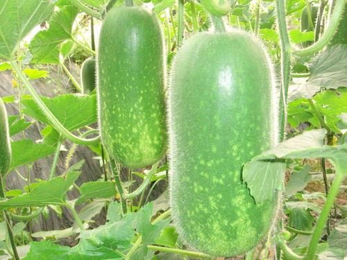 减肥高瓜可以吃吗,高瓜是否适宜食用？揭秘高瓜在减肥饮食中的角色  第1张