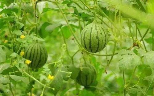 烈日吃瓜,夏日消暑美食之旅  第2张
