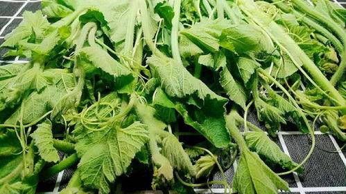 云南吃哪些瓜尖,探寻云南瓜尖美食之旅