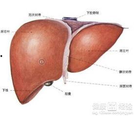 肝硬化吃瓜行吗,适量吃瓜，健康生活新选择