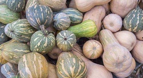 甘肃武威女吃瓜