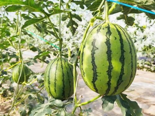 甜崽吃瓜,揭秘娱乐圈那些不为人知的幕后故事