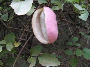 吃八月瓜死亡,揭秘神秘果实背后的致命风险”