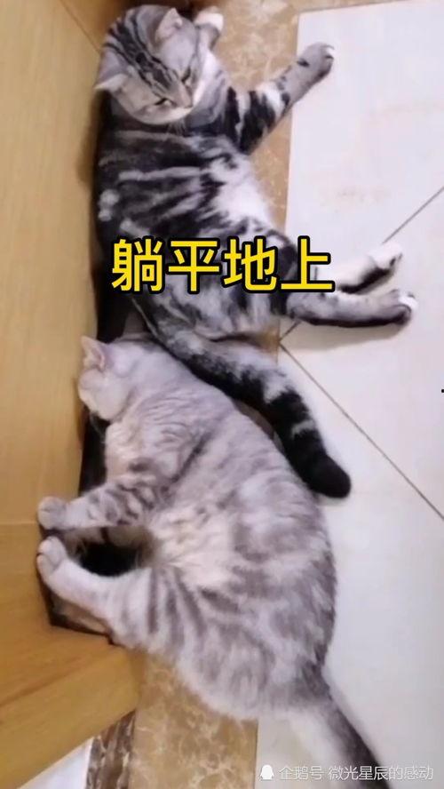 躺平吃瓜图片,揭秘当代年轻人的生活态度