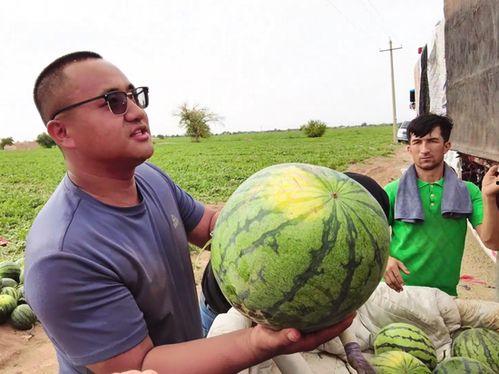 乌鲁木齐金科吃瓜,揭秘背后真相与争议