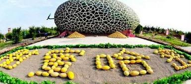 乌鲁木齐金科吃瓜,揭秘背后真相与争议