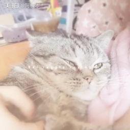 小懒猫吃瓜,揭秘娱乐圈那些不为人知的幕后故事