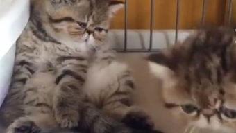 小懒猫吃瓜,揭秘娱乐圈那些不为人知的幕后故事