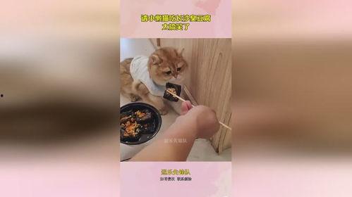 小懒猫吃瓜,揭秘娱乐圈那些不为人知的幕后故事